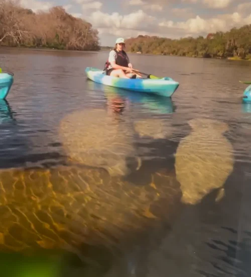 Manatees with Kayaks