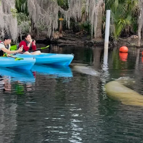Manatees with Kayaks2