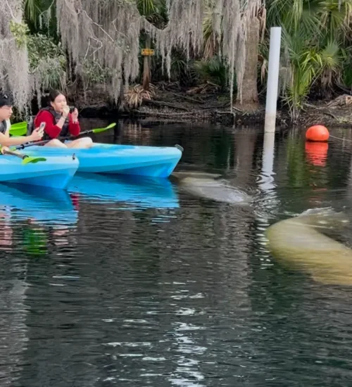 Manatees with Kayaks2