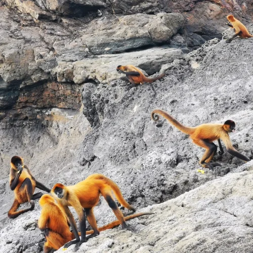 Monos