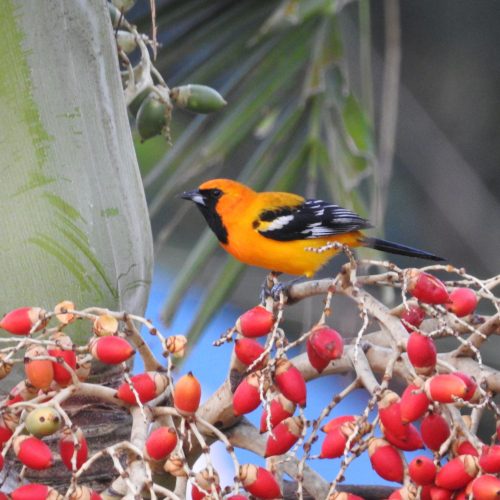 Orange-Oriole-Icterus-auratus
