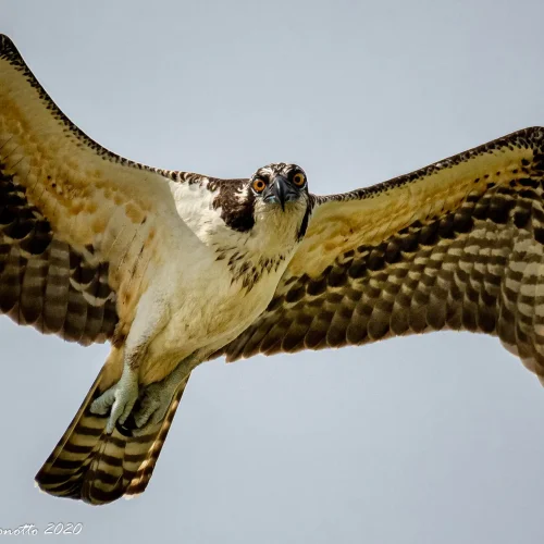 Osprey-2