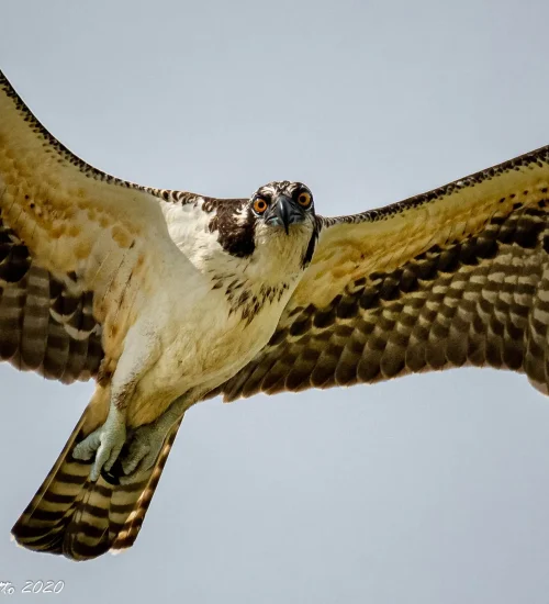 Osprey-2