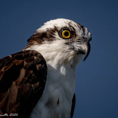 Osprey-3