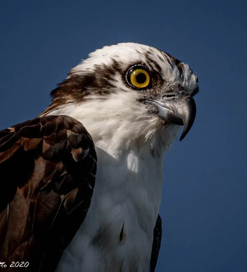 Osprey-3