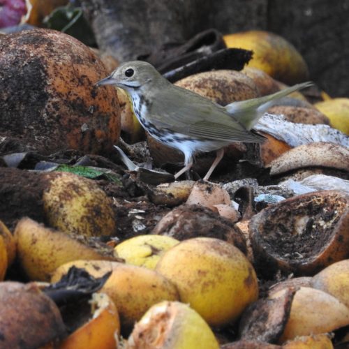 Ovenbird-Seiurus-aurocapilla