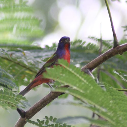 Painted-Bunting-Passerina-ciris