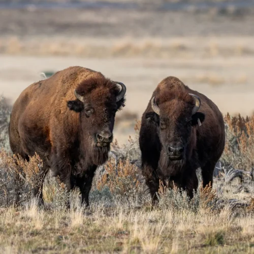 Pair-of-Bisons-1