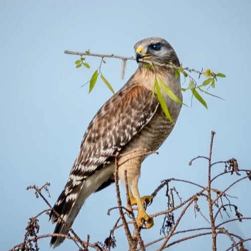 Red-Shouldered-Hawk