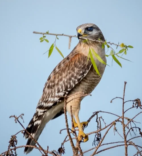 Red-Shouldered-Hawk