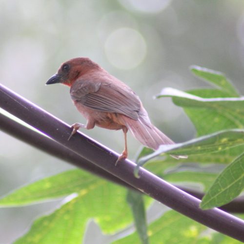 Red-throated-Ant-Tanager-Driophlox-fuscicauda