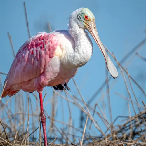 Roseate-Spoonbill-2