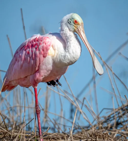 Roseate-Spoonbill-2