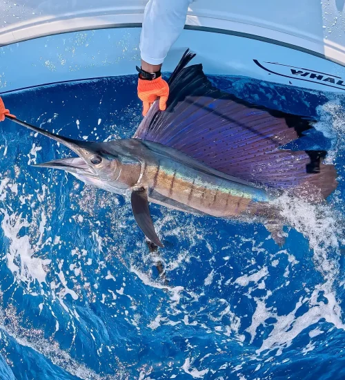 Sailfish-BW
