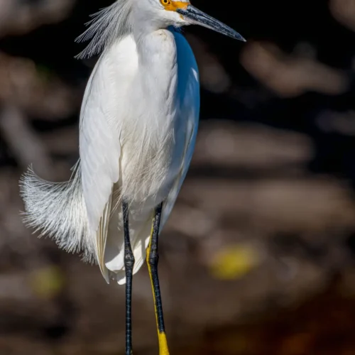 Snowy-Egret