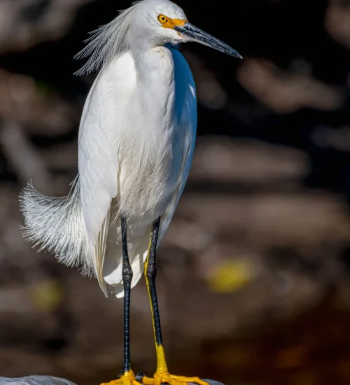 Snowy-Egret