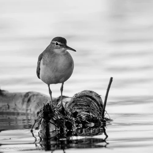 Spotted-Sandpiper
