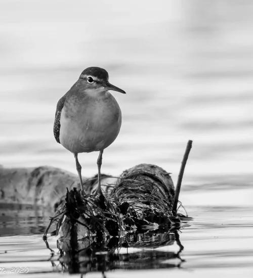 Spotted-Sandpiper