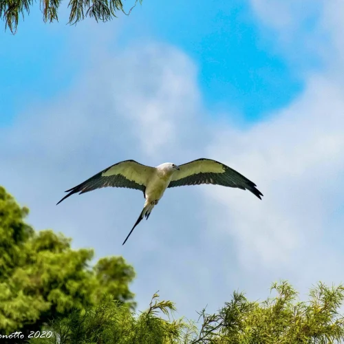 Swallow-Tailed-Kite