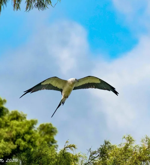 Swallow-Tailed-Kite