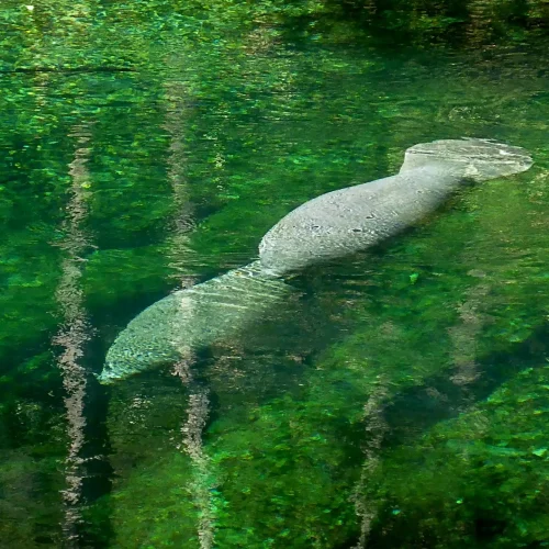 Swimming-Manatee