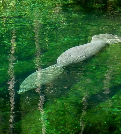 Swimming-Manatee