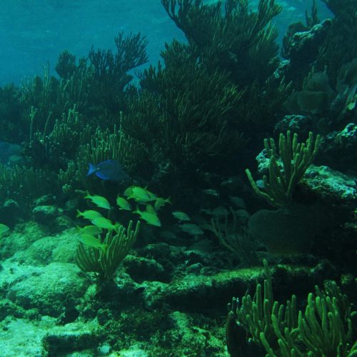 The Mayan Reef Snorkel Adventure 3
