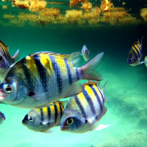 The Mayan Reef Snorkel Adventure 4