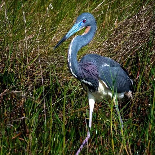 Tri-colored-Heron