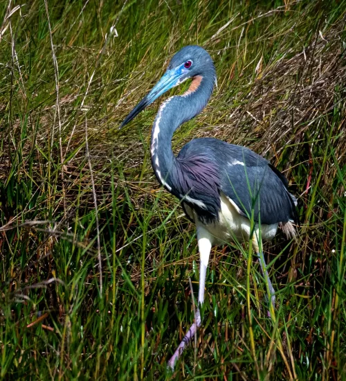 Tri-colored-Heron