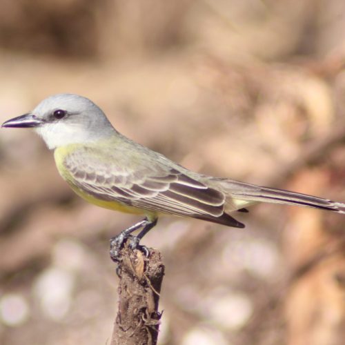 Tropical-Kingbird-Tyrannus-melancholicus