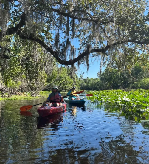 Wekiva-River1