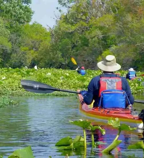 Wekiva-River2