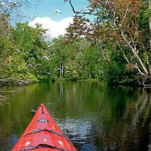 Wekiva-River4
