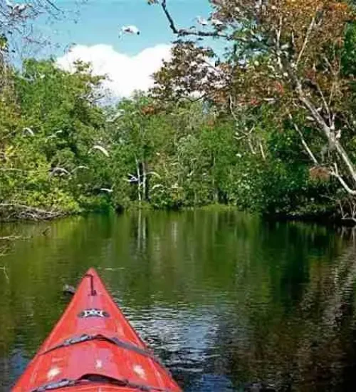 Wekiva-River4