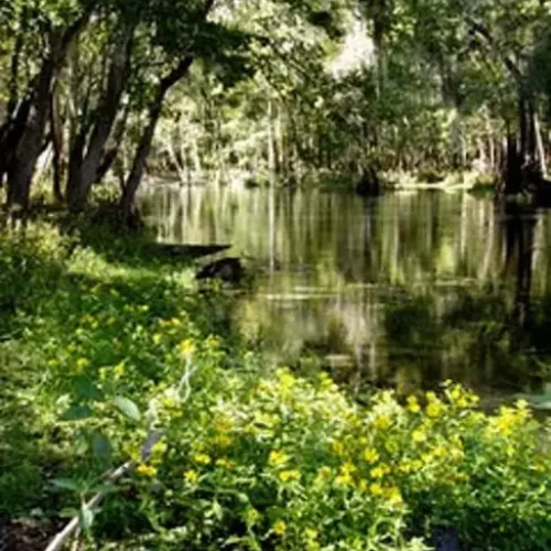 Wekiva-River6