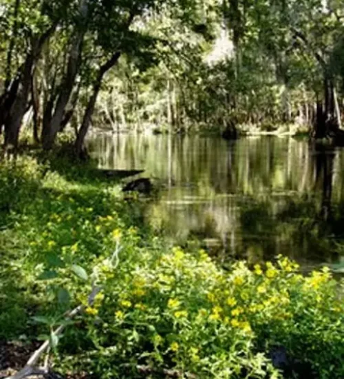Wekiva-River6