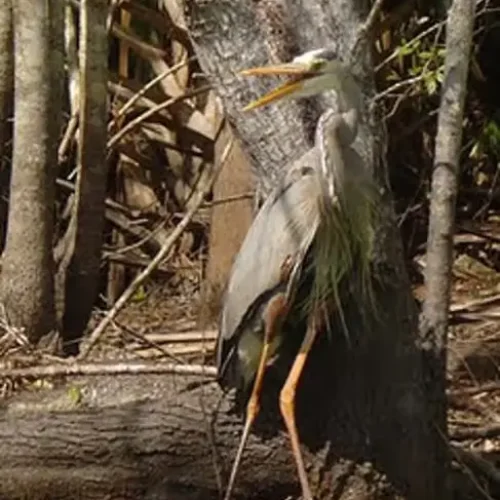 Wekiva-River7