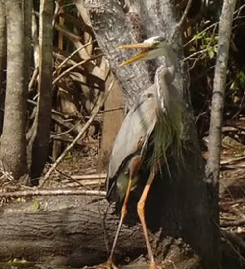 Wekiva-River7