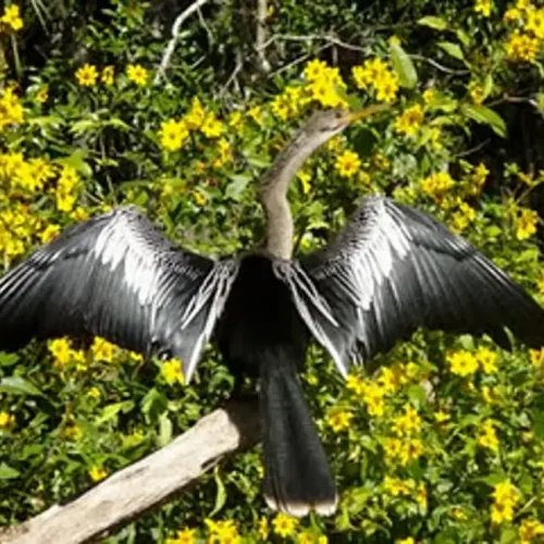 Wekiva-River8