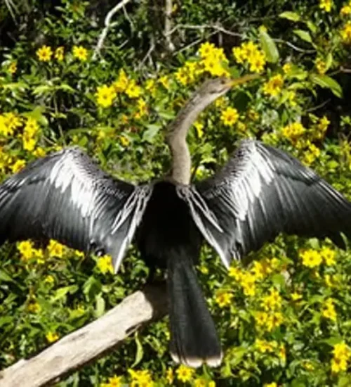Wekiva-River8