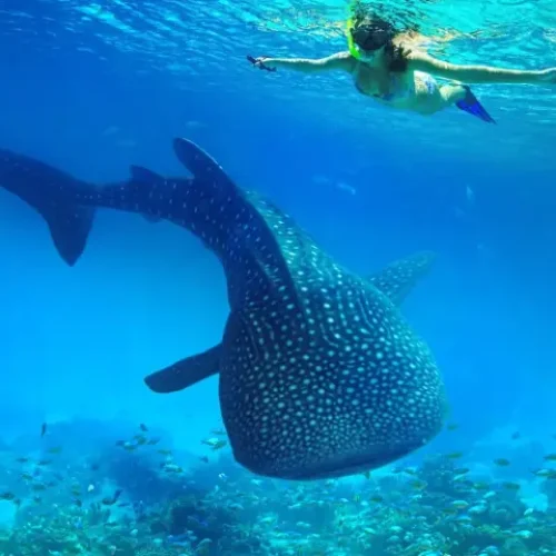 Whale-Sharks-Trips-1