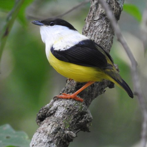 White-collared-Manakin-Manacus-candei