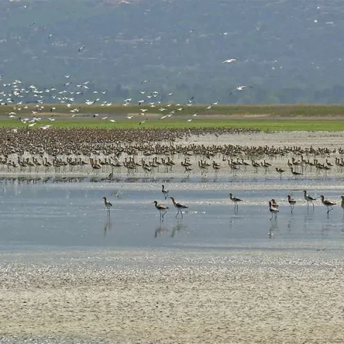 ba205db6-d087-4e5d-bc6b-b5ab47c304fd_great_salt_lake_wildlife_lg