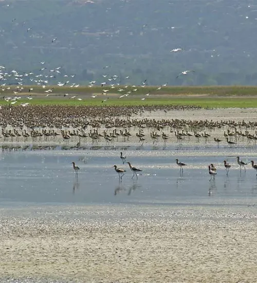 ba205db6-d087-4e5d-bc6b-b5ab47c304fd_great_salt_lake_wildlife_lg