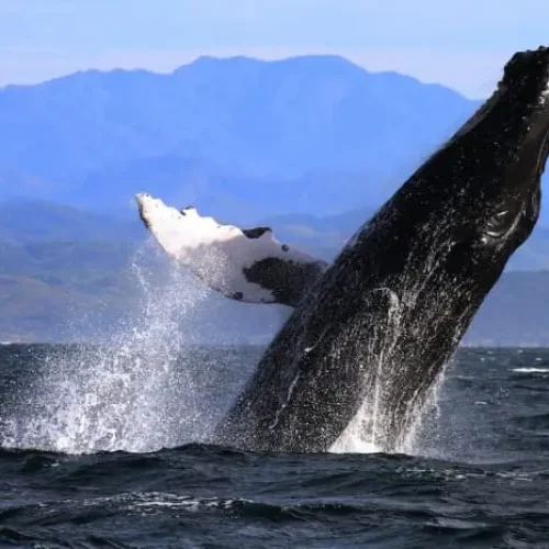 ballena-1