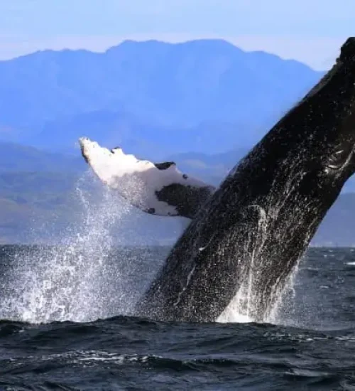 ballena-1