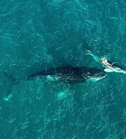 ballena buena
