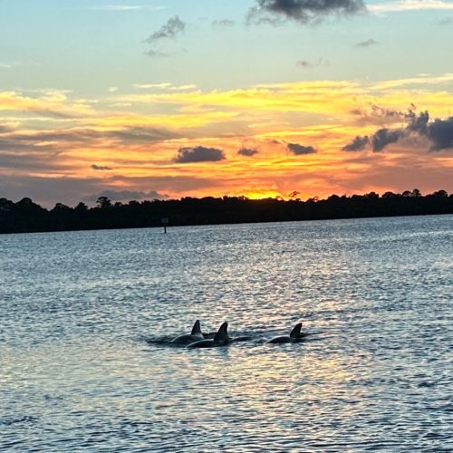dolphins-2