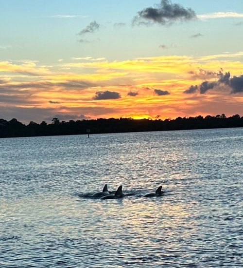 dolphins-2